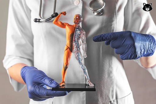 Physiologie humaine d'introduction